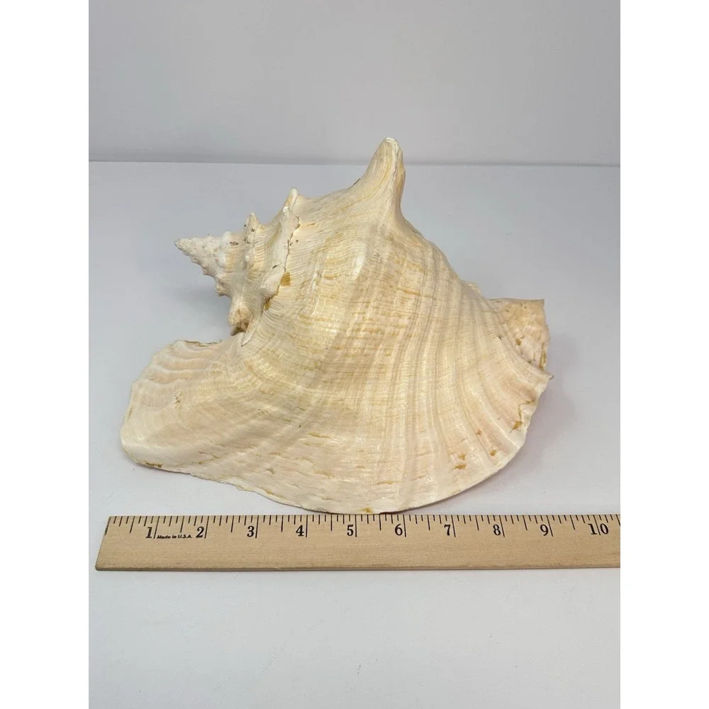 Large Natural Sea Shell Queen Conch 10